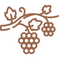 Vignes