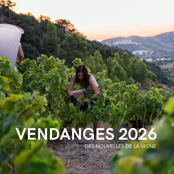 Vendanges 2026 : un nouveau millésime s’écrit à l'Abbé Rous